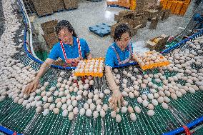 Laying Hens Intelligent Ecological Breeding