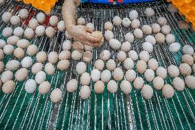 Laying Hens Intelligent Ecological Breeding