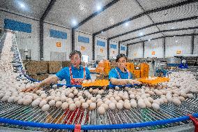 Laying Hens Intelligent Ecological Breeding