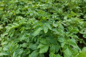 LÃµhmuse organic farm