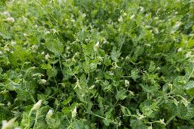 LÃµhmuse organic farm