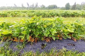 LÃµhmuse organic farm