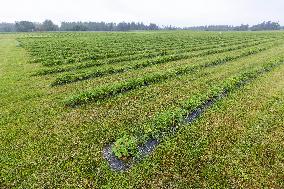 LÃµhmuse organic farm