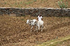 A Farmer Works in Fields - India