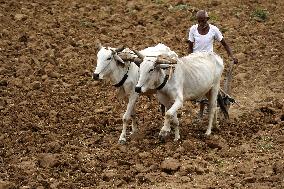 A Farmer Works in Fields - India