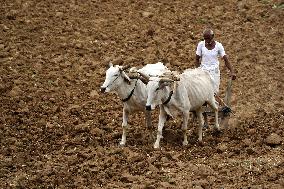 A Farmer Works in Fields - India