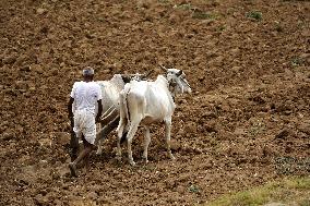 A Farmer Works in Fields - India