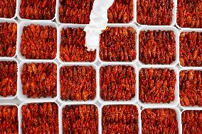 Crayfish Farming Export