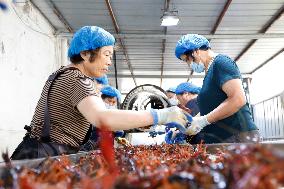 Crayfish Farming Export