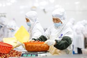 Crayfish Farming Export