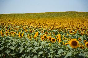 Sunflower Field Illustrations - Spain