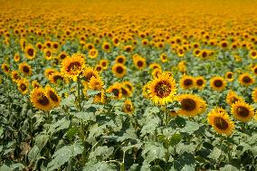 Sunflower Field Illustrations - Spain