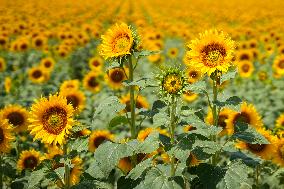 Sunflower Field Illustrations - Spain