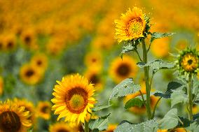 Sunflower Field Illustrations - Spain