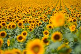 Sunflower Field Illustrations - Spain