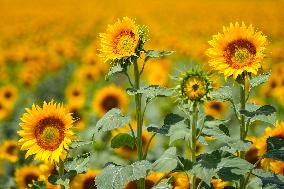 Sunflower Field Illustrations - Spain
