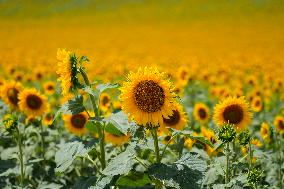 Sunflower Field Illustrations - Spain