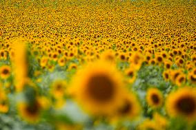 Sunflower Field Illustrations - Spain