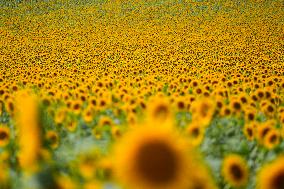 Sunflower Field Illustrations - Spain