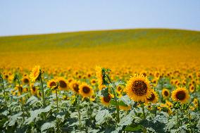 Sunflower Field Illustrations - Spain