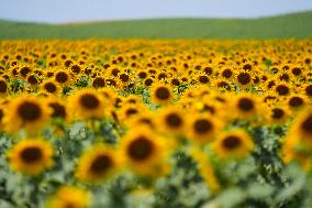 Sunflower Field Illustrations - Spain