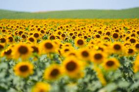 Sunflower Field Illustrations - Spain