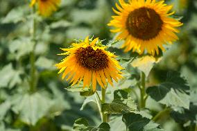 Sunflower Field Illustrations - Spain