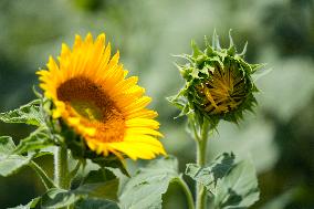Sunflower Field Illustrations - Spain