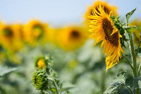 Sunflower Field Illustrations - Spain