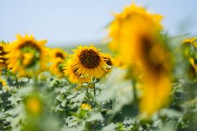 Sunflower Field Illustrations - Spain