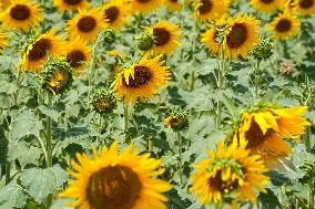Sunflower Field Illustrations - Spain