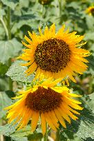 Sunflower Field Illustrations - Spain