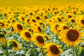 Sunflower Field Illustrations - Spain