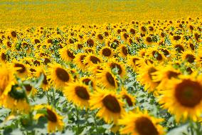Sunflower Field Illustrations - Spain