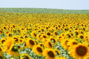Sunflower Field Illustrations - Spain