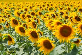 Sunflower Field Illustrations - Spain