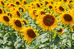 Sunflower Field Illustrations - Spain