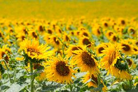 Sunflower Field Illustrations - Spain