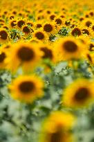 Sunflower Field Illustrations - Spain