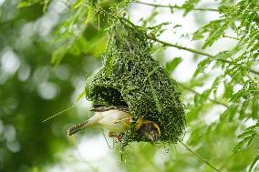 Baya Weaver Illustrations - India