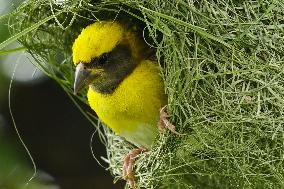 Baya Weaver Illustrations - India