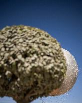 The Olympic Cauldron  at the Tuileries Garden - Paris
