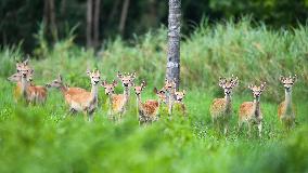 Eld s Deer At The Bangxi Provincial Nature Reserve - China