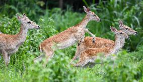 Eld s Deer At The Bangxi Provincial Nature Reserve - China