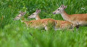 Eld s Deer At The Bangxi Provincial Nature Reserve - China