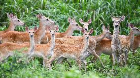Eld s Deer At The Bangxi Provincial Nature Reserve - China