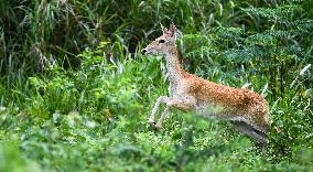 Eld s Deer At The Bangxi Provincial Nature Reserve - China