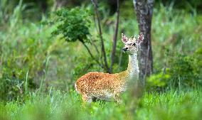 Eld s Deer At The Bangxi Provincial Nature Reserve - China