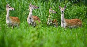 Eld s Deer At The Bangxi Provincial Nature Reserve - China