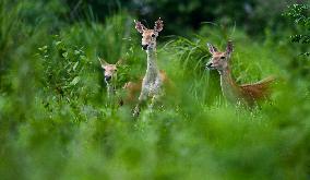 Eld s Deer At The Bangxi Provincial Nature Reserve - China